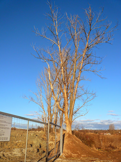 12.1.2014 - Dekontaminační plocha Rokytí.  Stromy nejsou bez listí jen kvůli ročnímu období - jsou suché. Později se ukázalo, že většina z nich se na jaře už nezazelenala a ostatní jeví známky otravy.